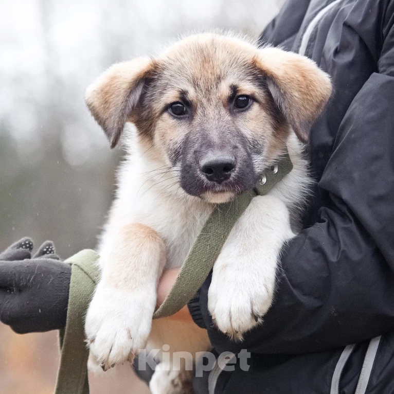 Собаки в других городах Московской области: Лорд якутенок в добрые руки Мальчик, Бесплатно - фото 7