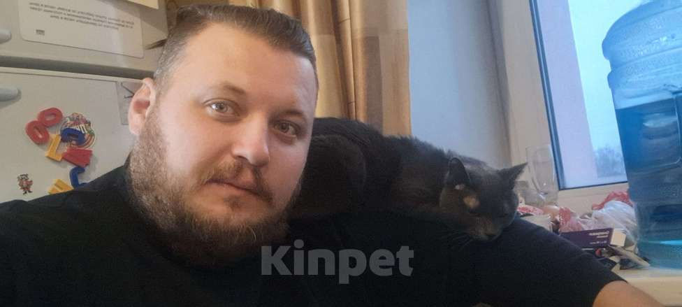 Кошки в Твери: Отдам кота в добрые руки Мальчик, Бесплатно - фото 2