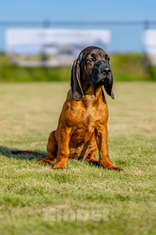 Собаки в Москве: Баварская горная гончая Мальчик, 100 000 руб. - фото 7