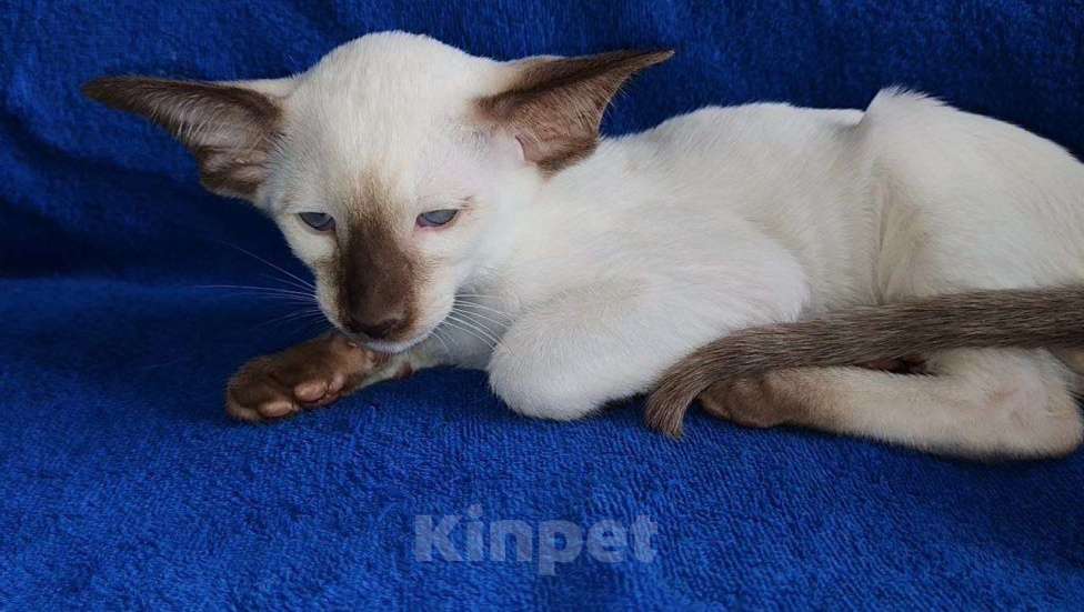 Кошки в Тюмени: Ориентальные котята  Девочка, 40 000 руб. - фото 5