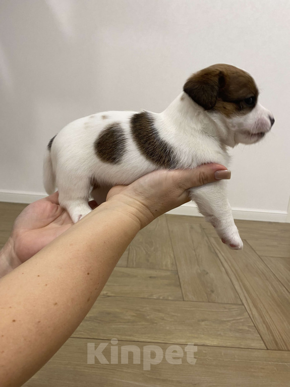 Собаки в Тамбове: Джек Рассел Щенок Девочка, 100 000 руб. - фото 3