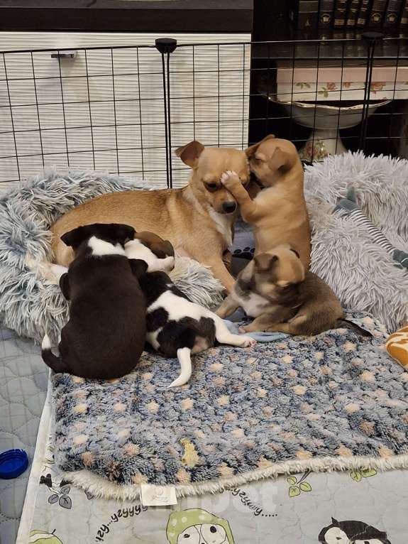 Собаки в Краснодаре: Девочка рыжая Девочка, 10 000 руб. - фото 3