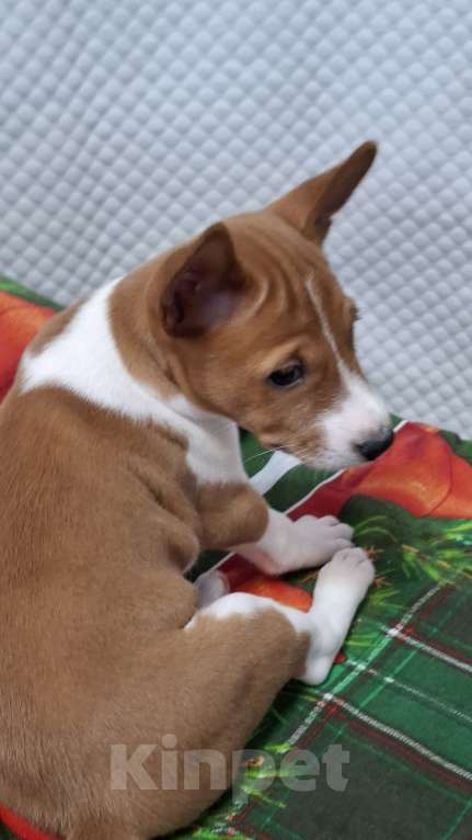 Собаки в Краснокамске: Продажа щенков. Мальчик, 60 000 руб. - фото 2