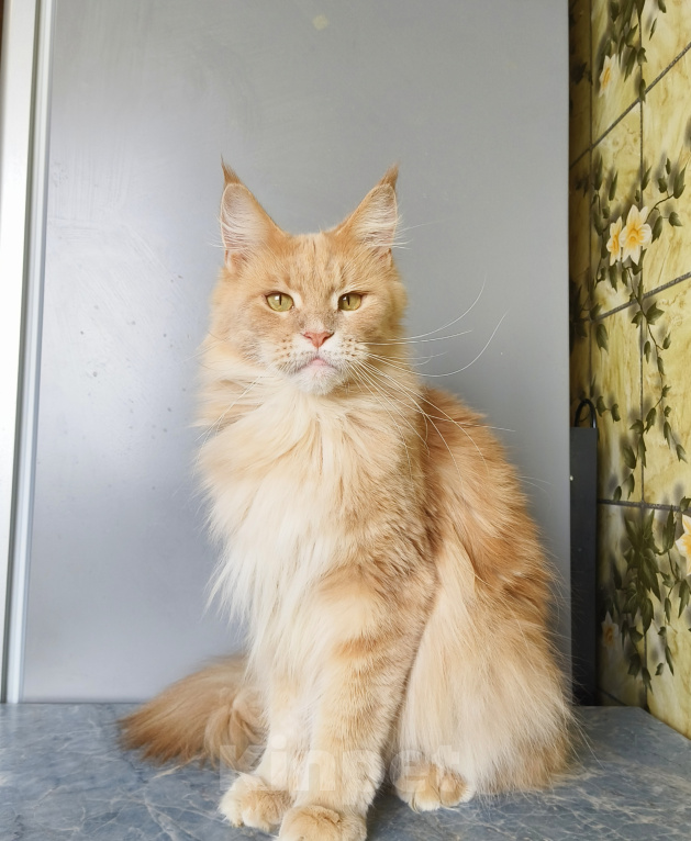 Кошки в Москве: Котёнок Мейн-кун Девочка Девочка, 30 000 руб. - фото 9