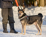 Собаки в Москве: Взрослый Пёс в добрые руки Мальчик, Бесплатно - фото 3