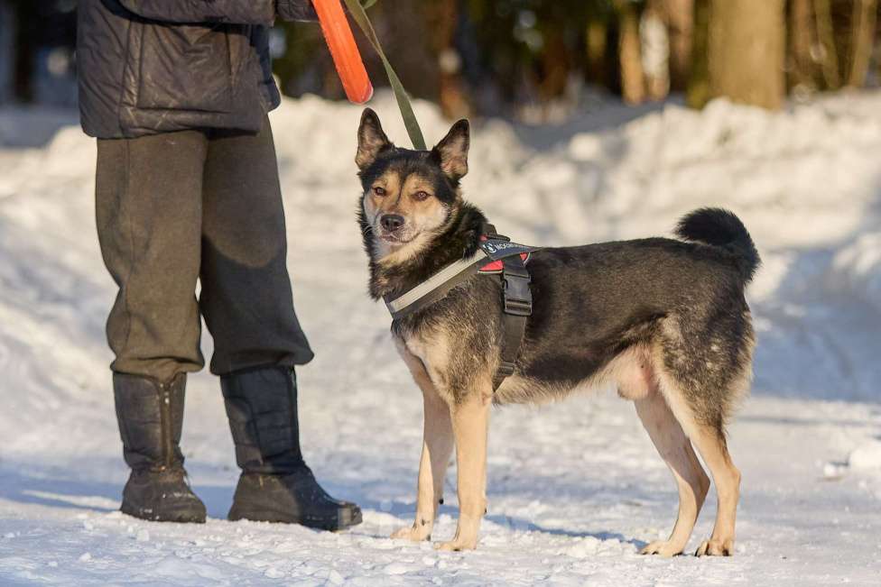 Собаки в Москве: Взрослый Пёс в добрые руки Мальчик, Бесплатно - фото 3