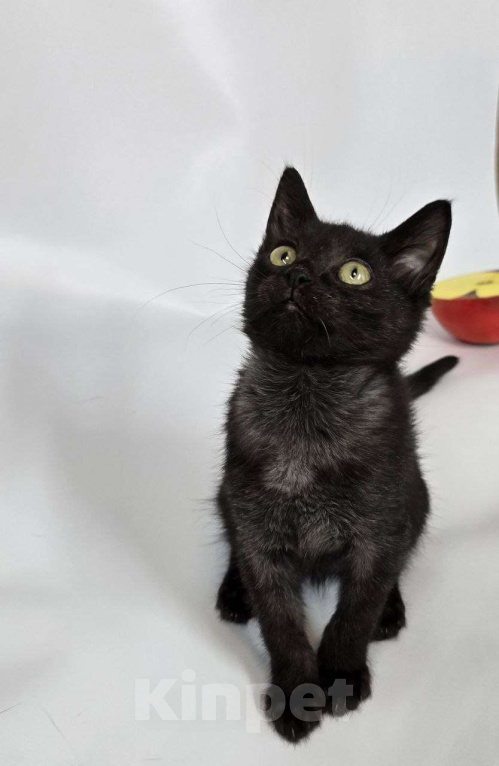 Кошки в Москве: Маленький бандит окраса черный дым ищет семью Мальчик, Бесплатно - фото 4