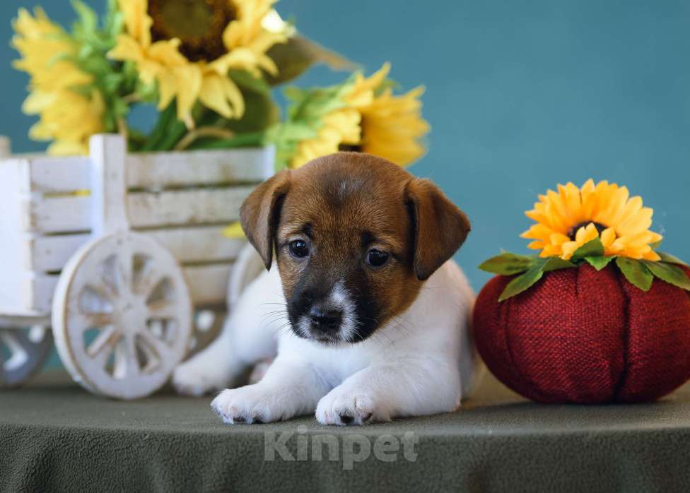 Собаки в Калининграде: Щенок джек рассел терьера Девочка, 58 000 руб. - фото 3
