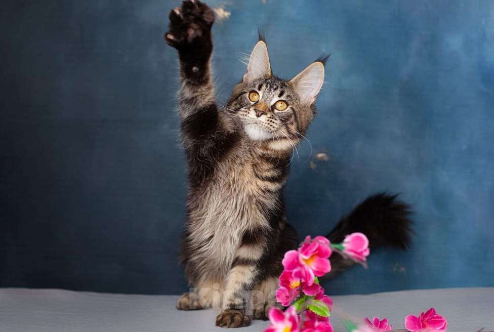 Кошки в Воронеже: Взрослая кошка мейн-кун  Девочка, Бесплатно - фото 1