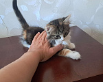 Кошки в Красногорске: Крымчанка Пухля 2 месяца покоряет сердца москвичей Девочка, Бесплатно - фото 2