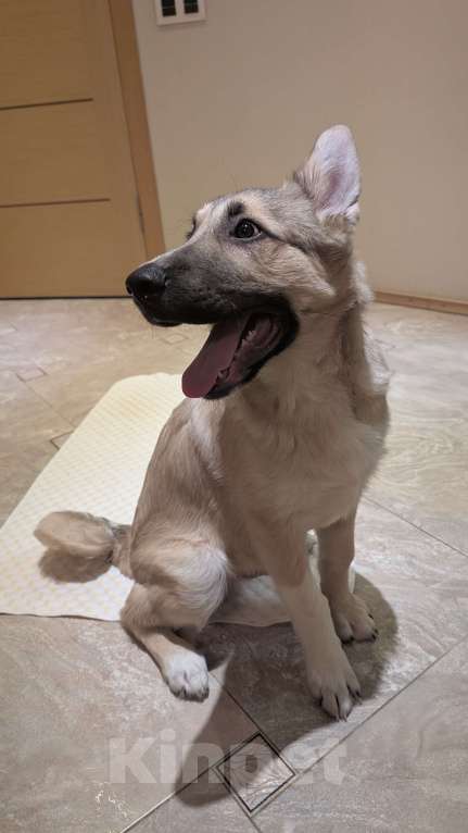 Собаки в Санкт-Петербурге: Дворинин овчарка Графи Мальчик, Бесплатно - фото 4