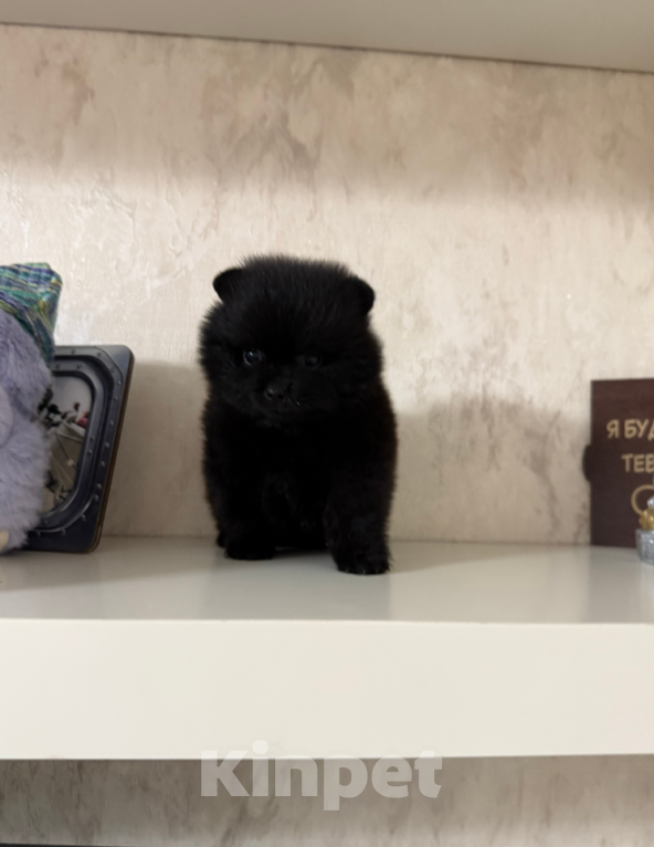 Собаки в Москве: Мальчик черный Мальчик, 30 000 руб. - фото 1