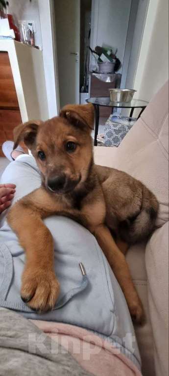 Собаки в Красногорске: Маленькие пушистые комочки счастья ищут свой дом! Разнополые, Бесплатно - фото 8