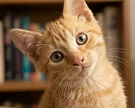 Кошки в Красногорске: Котенок мальчик 2,5 месяца ищет дом Мальчик, Бесплатно - фото 1