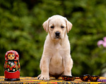 Собаки в Москве: Палевый щенок Лабрадора от родителей Чемпионов Девочка, Бесплатно - фото 1