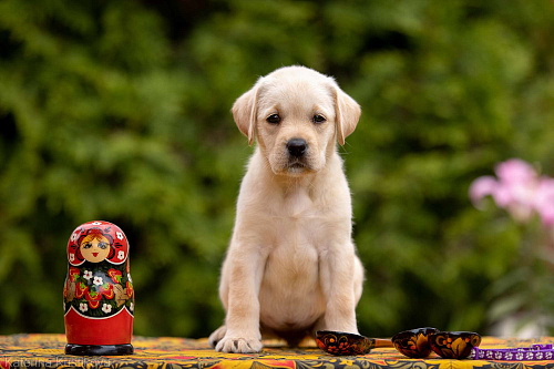 Объявление: Палевый щенок Лабрадора от родителей Чемпионов, Бесплатно, Москва