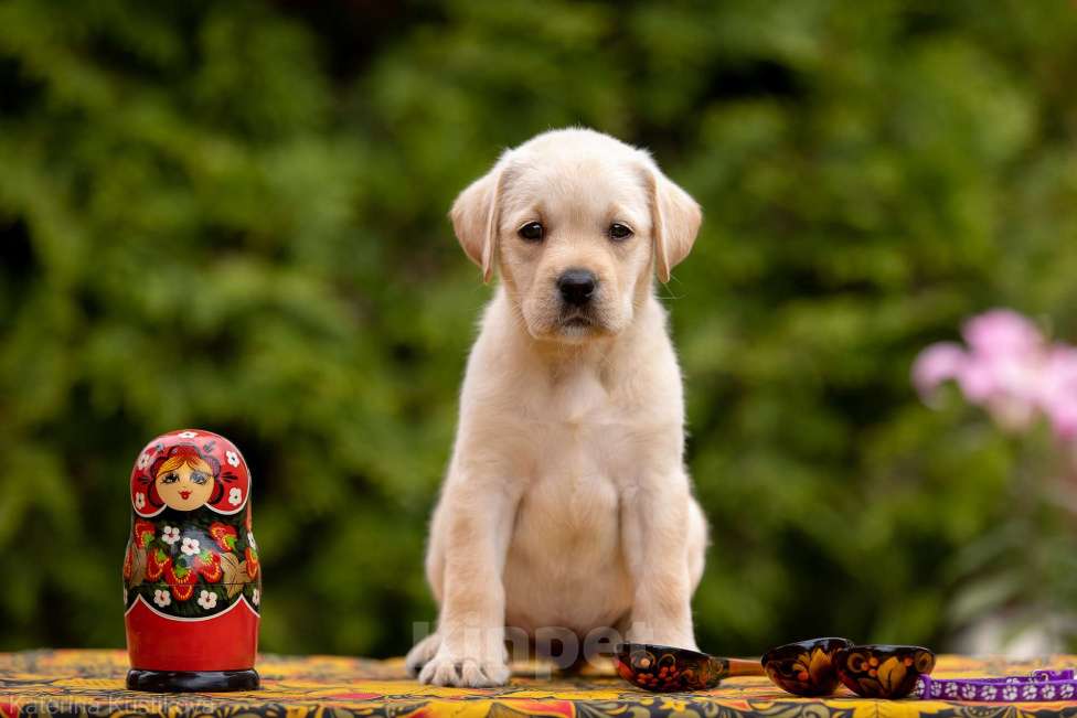 Собаки в Москве: Палевый щенок Лабрадора от родителей Чемпионов Девочка, Бесплатно - фото 1