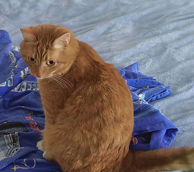 Объявление: Потерялся рыжий кот Морти, 3 000 руб., Москва
