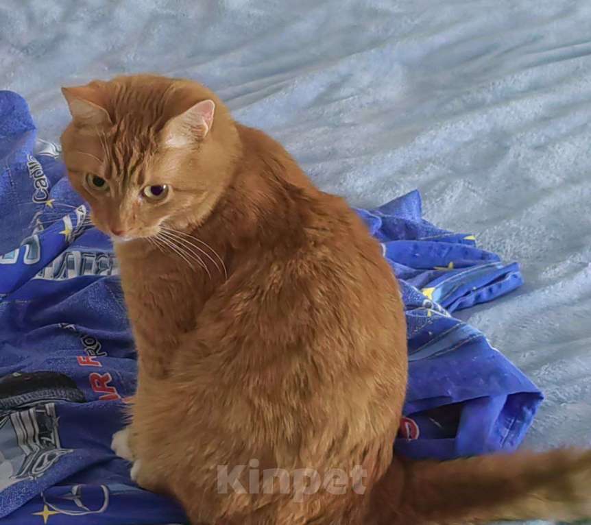 Кошки в Москве: Потерялся рыжий кот Морти Мальчик, 3 000 руб. - фото 1