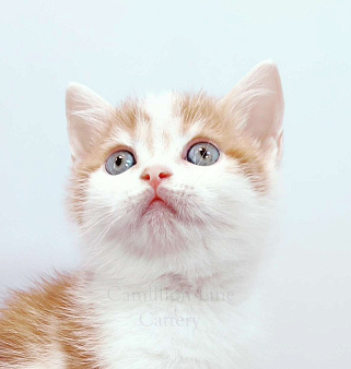 Красный арлекин- девочка, прямоухая шотландка