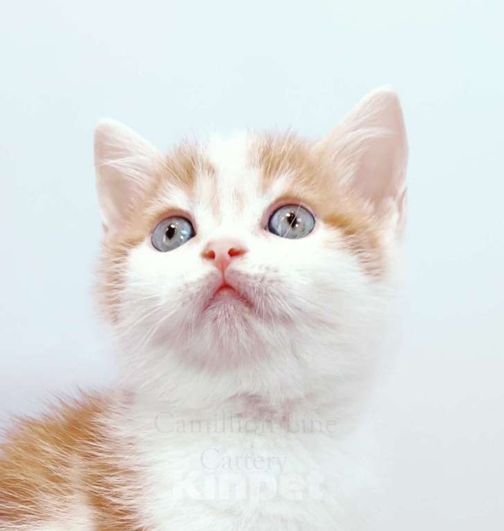 Кошки в Москве: Красный арлекин- девочка, прямоухая шотландка Девочка, Бесплатно - фото 1