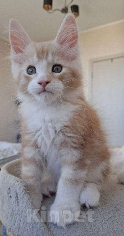 Кошки в Геленджике: Продаётся котёнок мейн-кун, мальчик, ласковый рыжий окрас d 03 22, из питомника EdenLight (Геленджик Мальчик, Бесплатно - фото 3
