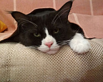 Кошки в Лобне: Вязка Мейн Кун Мальчик, 1 000 руб. - фото 8