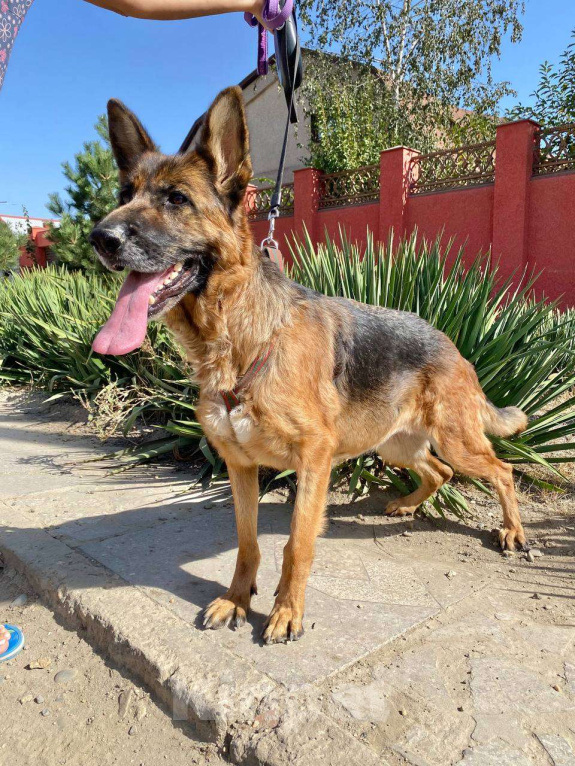 Собаки в Москве: Овчарка в добрую семью Девочка, Бесплатно - фото 2