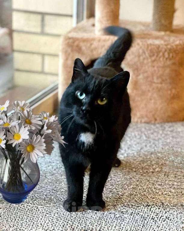 Кошки в Санкт-Петербурге: Тоша ищет дом. Стерилизован Мальчик, Бесплатно - фото 1