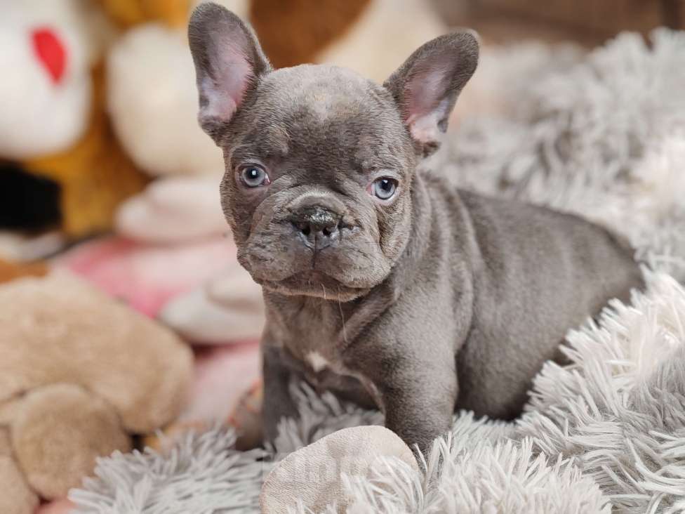 Собаки в Санкт-Петербурге: Шикарный лиловый мальчик Мальчик, 80 000 руб. - фото 8