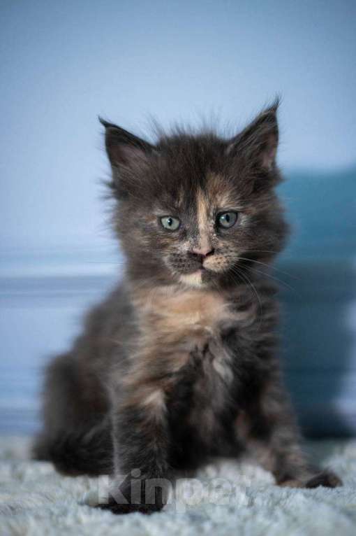 Кошки в Санкт-Петербурге: Девочка мейн-кун с документами Девочка, Бесплатно - фото 1