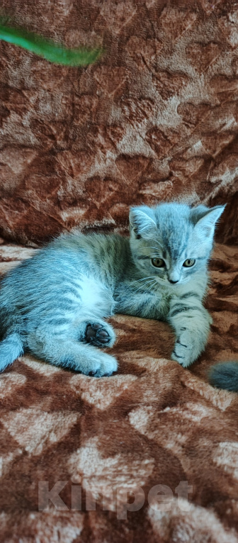 Кошки в Севастополе: Шотландский прямоухий котёнок Девочка, 13 000 руб. - фото 8