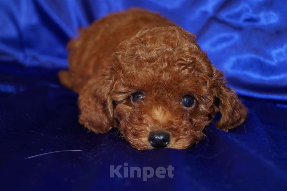 Собаки в Москве: Мальчик карликового пуделя- РКФ Мальчик, 65 000 руб. - фото 4