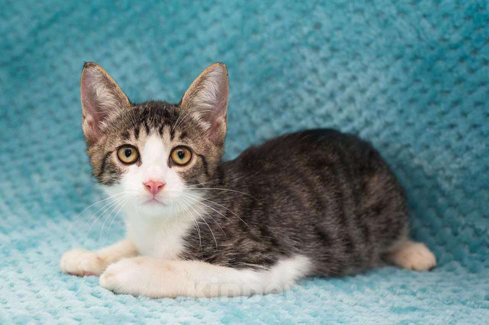 Кошки в Москве: Котенок Месси Мальчик, Бесплатно - фото 5