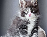 Кошки в Москве: Котёнок мейн-кун Veyron Velvet Fang — ручной красавец с кисточками Мальчик, 80 000 руб. - фото 5