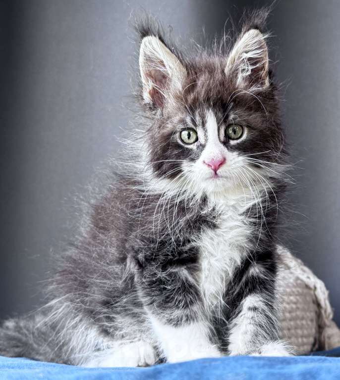 Кошки в Москве: Котёнок мейн-кун Veyron Velvet Fang — ручной красавец с кисточками Мальчик, 80 000 руб. - фото 5