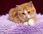 Кошки в Санкт-Петербурге: Фенотип сибирской кошки. Котёнок девочка. Привита, кастрирована, здорова. 5 мес. Девочка, Бесплатно - фото 4