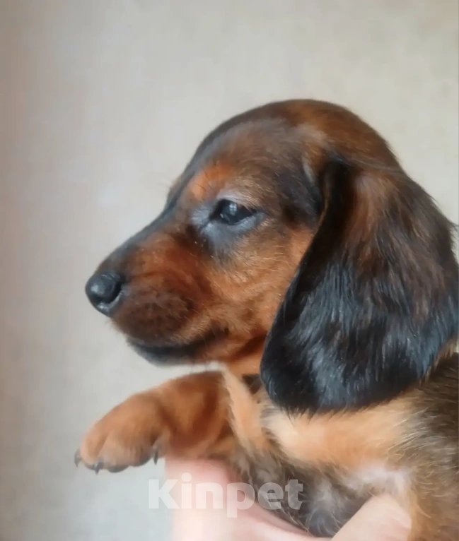 Собаки в Москве: Такса стандартная гладкошёрстная Мальчик, 40 000 руб. - фото 2