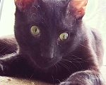 Кошки в Болхове: Котенок Чарли, Бесплатно - фото 3