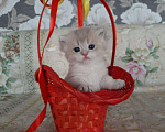 Кошки в Александровске-Сахалинском: Котята британская шиншилла, 25 000 руб. - фото 2