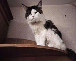 Кошки в Острогожске: кота мейн-куна, Бесплатно - фото 1