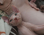 Кошки в Барнауле: Продам котят канадского сфинкса Мальчик, 15 000 руб. - фото 6