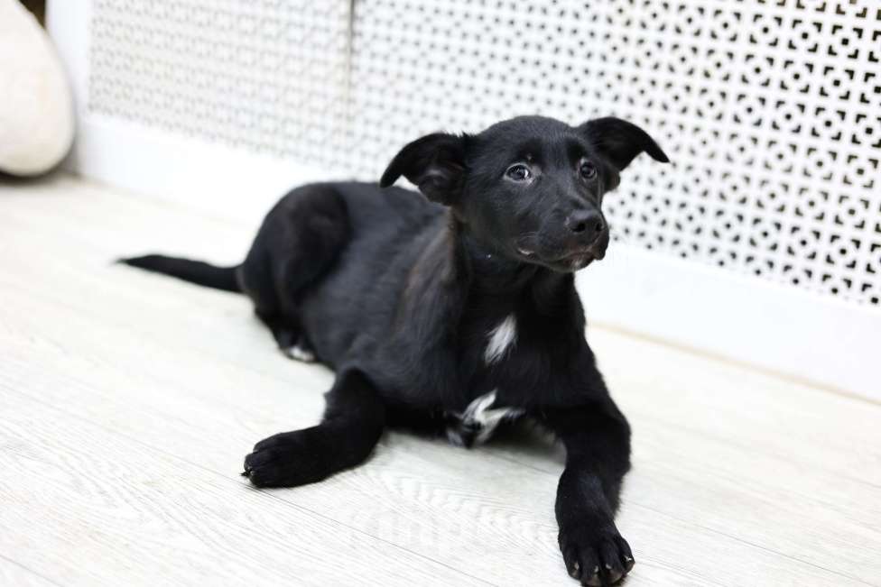 Собаки в Москве: Щенки бесплатно в Москве Девочка, Бесплатно - фото 4