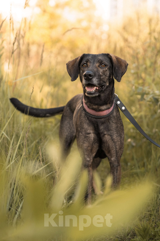 Собаки в Балашихе: Люся ищет новый дом и верного друга Девочка, Бесплатно - фото 3