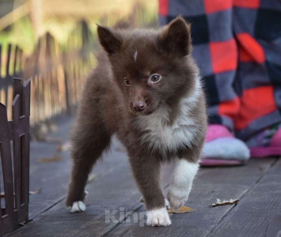 Собаки в Москве: Ненецкая оленегонная лайка, сука Ежевичка. Девочка, 80 000 руб. - фото 7