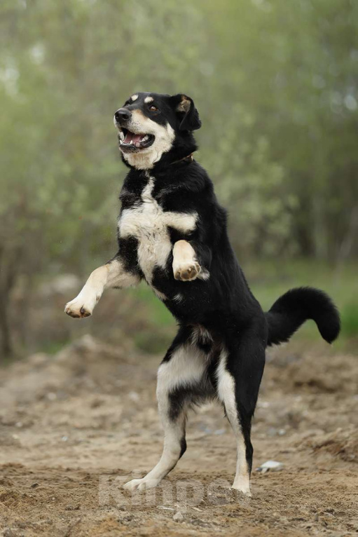 Собаки в Москве: Корсак из приюта мечтает о доме Мальчик, Бесплатно - фото 9
