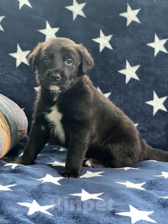 Собаки в других городах Московской области: Щенки Мальчик, 1 000 руб. - фото 8