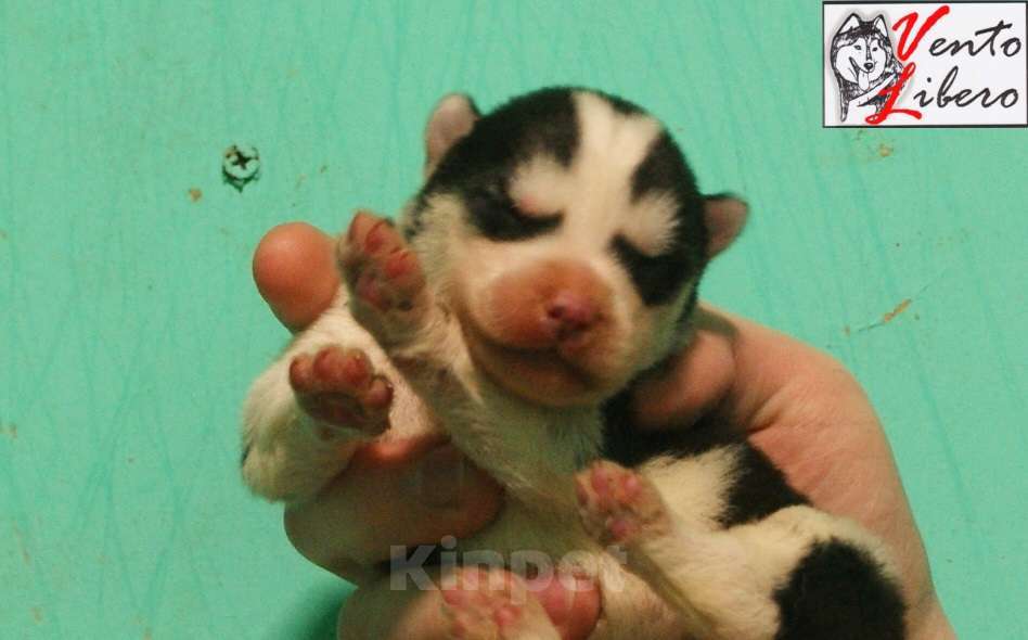 Собаки в других городах Московской области: сибирский хаски Мальчик, 80 000 руб. - фото 3