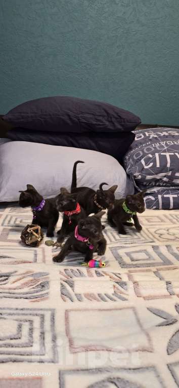 Кошки в Москве: Циннамон Девочка, 50 000 руб. - фото 3