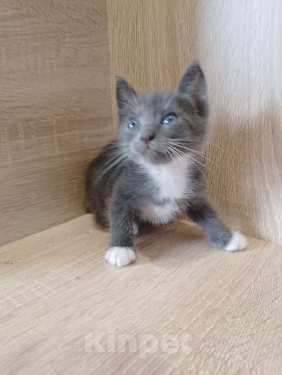 Кошки в Ростове-на-Дону: Синеглазка от кошки крысолова Девочка, 1 руб. - фото 2